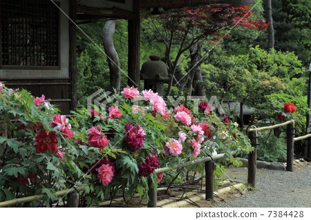 Peony (button) 7384428