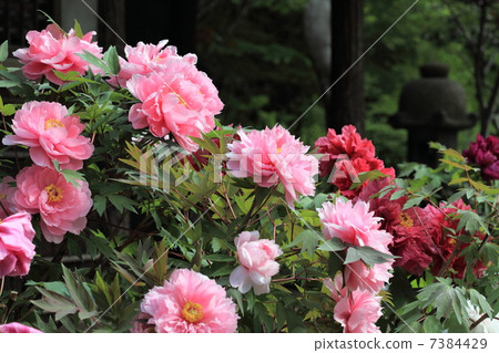 Peony (button) 7384429