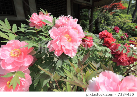 Peony (button) 7384430