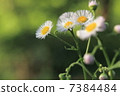 雛菊雛菊菊花 7384484