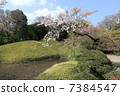 Sakai Yoshino Sakura，Lotus Pond，Lushuayama 7384547