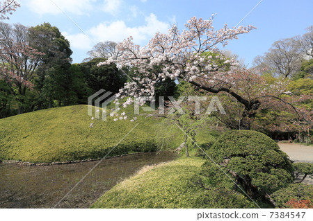 Sakai Yoshino Sakura,Lotus Pond,Lushuayama Sakai Yoshino Sakura,Lotus Pond,Lushuayama 7384547