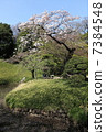 Sakai Yoshino Sakura，Lotus Pond，Lushuayama 7384548