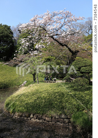 Sakai Yoshino Sakura, Lotus Pond, Lushuayama Sakai Yoshino Sakura, Lotus Pond, Lushuayama 7384548