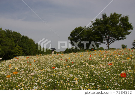 Chamomile Hill 7384552