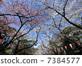 櫻花節日燈籠 7384577