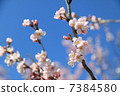 Keikaku櫻花 7384580