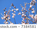 Keikaku櫻花 7384581