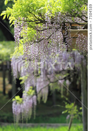 Wisteria trellis 7384589