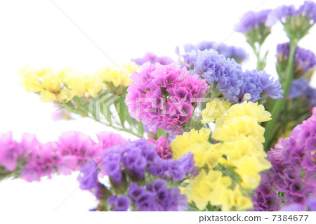 Starchis bouquet up Starchis bouquet up 7384677