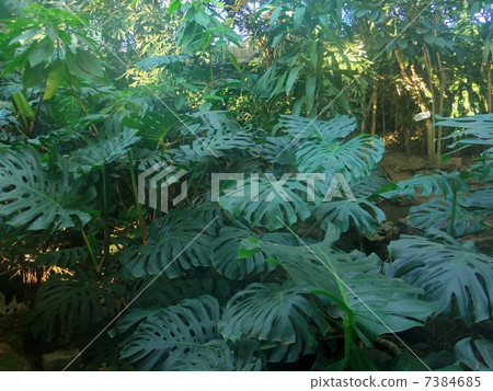 一個假期 7384685