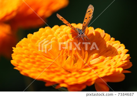 Benity and golden flowers Benity and golden flowers 7384687