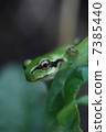 樹蛙 7385440