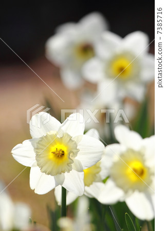 Narcissus 7385716