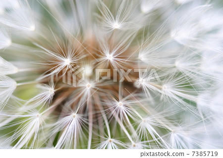 Dandelion's fluff Dandelion's fluff 7385719