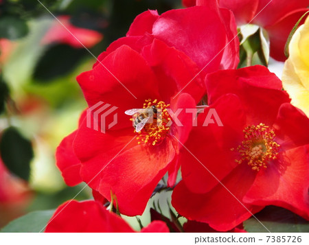 Rose of May, Saraband Rose flowers Sarabande Rose of May, Saraband Rose flowers Sarabande 7385726