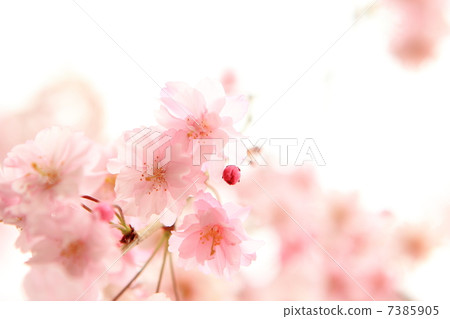 姚庫雷奈枝櫻花 姚庫雷奈枝櫻花 7385905