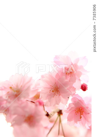 姚庫雷奈枝櫻花 7385906