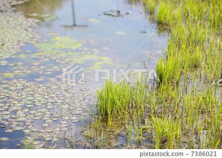 Spring scenery 7386021