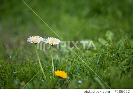 Dandelion 7386022