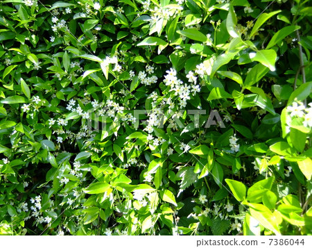 Settled village 7386044