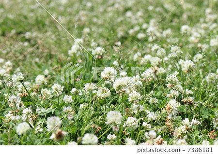 白三葉草花園 白三葉草花園 7386181