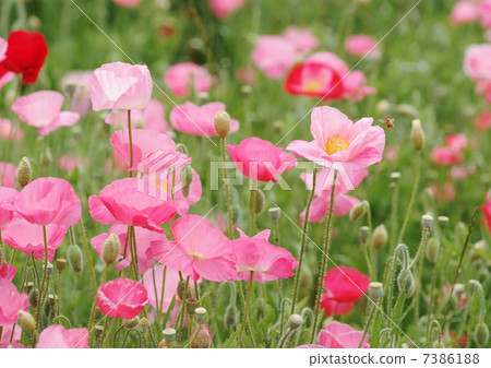 Poppy _ Pink _ Bee Honey Poppy _ Pink _ Bee Honey 7386188