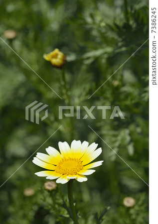 Haruna flower (April) Haruna flower (April) 7386245