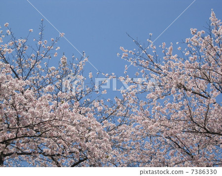  櫻花和藍天 7386330