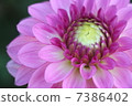 粉紅色大麗花 7386402