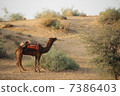 沙漠和駱駝 7386403