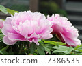 粉色牡丹 7386535