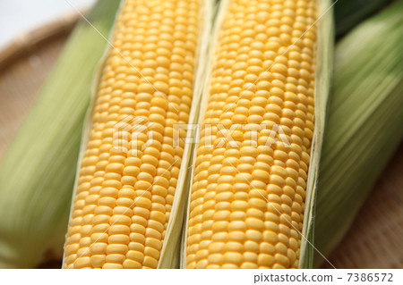 Corn 7386572