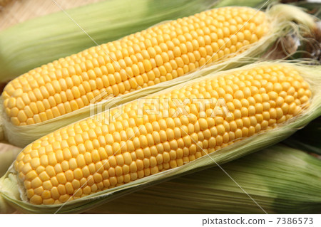 Corn 7386573