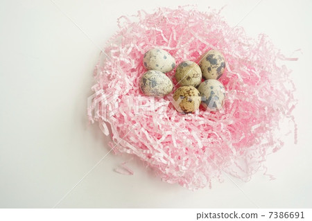 Image of quail egg nest Image of quail egg nest 7386691