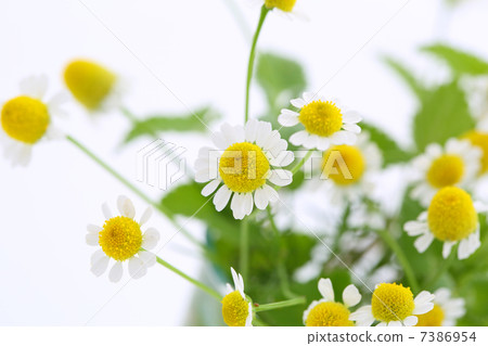 黃春菊 黃春菊 7386954