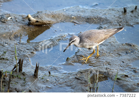 Ki Shishitsugi 7387222