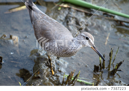 Ki Shishitsugi 7387223