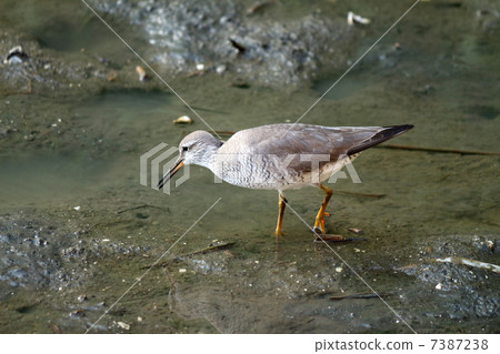 Ki Shishitsugi 7387238