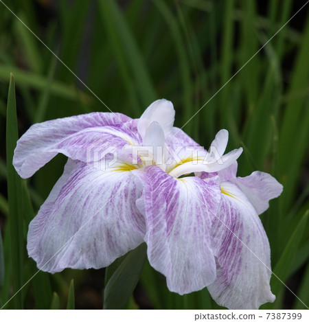 哈娜莎華 7387399