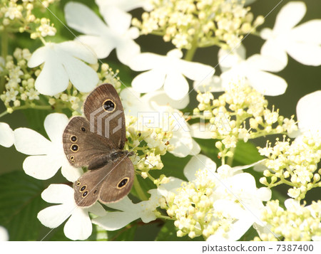 Yabudemari和Shimeira Namijanome 7387400