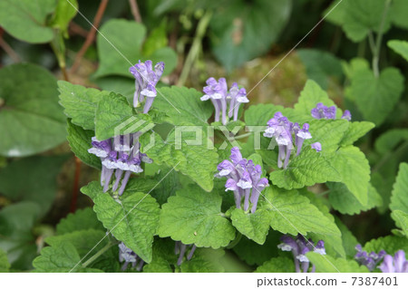 黃芩 黃芩 7387401