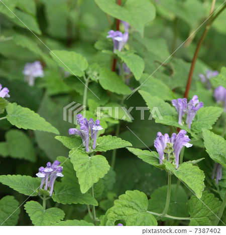 黃芩 黃芩 7387402
