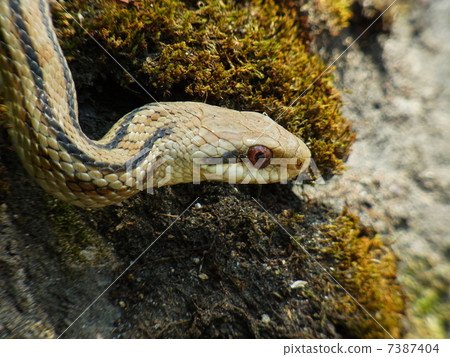 A snake A snake 7387404