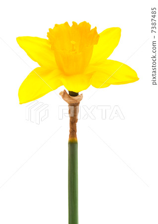 narcissus narcissus 7387485