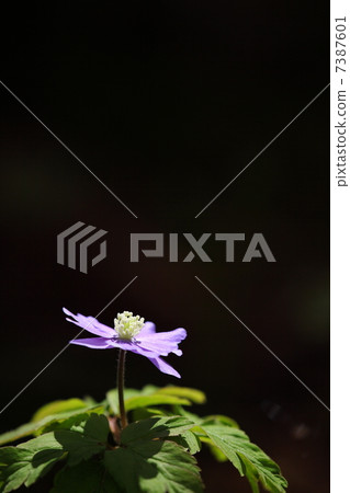 海葵pseudoaltaica 7387601