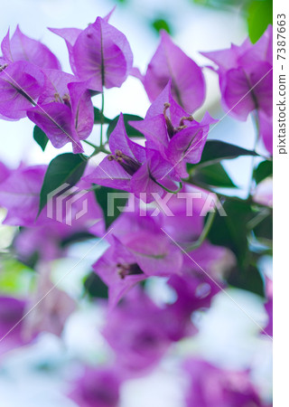 Bougainvillea 7387663