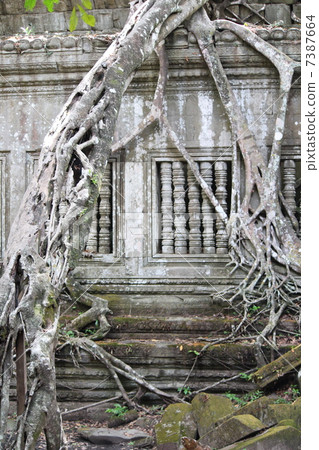 Ben Melia ruins Tangled trees 7387664