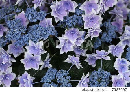 Hydrangea Hydrangea 7387697