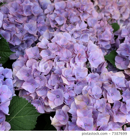 Mow Purple Mow Purple 7387699